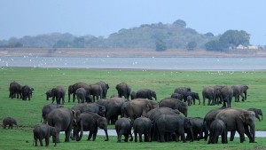 Botswana, Gabon, Chad na Tanzania ziliafikiana kuthibiti uuzaji wa pembe za ndovu. 