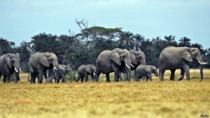 Tanzania ilikimbia mahakamani ilikuizuia serikali ya Malawi isiharibu ushahidi wake dhidi ya watuhumiwa waliokamatwa na kesi inaendelea. 