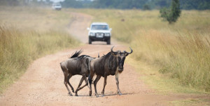  Tanzania had appealed against an injunction imposed by the blocâ€™s lower court last year stopping it from constructing a road cutting through its world-famous Serengeti game park. PHOTO | FILE  By PATTY MAGUBIRA and PETER SARAMBA